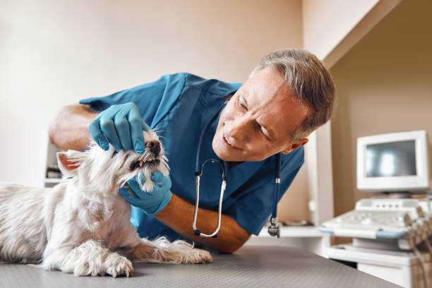 Best Walk-In Emergency Dentist in Richwood, OH